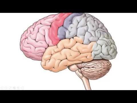 zenuwstelsel deel 1 inleiding en cerebrum