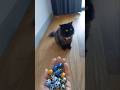 cat bead riverse magic