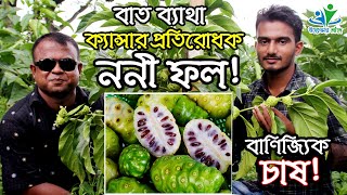 আফ্রিকান ননী ফল চাষ (Noni Fruits) বাণিজ্যিকভাবে বাংলাদেশে প্রথম | উদ্যোক্তার খোঁজে