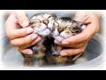 子猫をお風呂に入れたら世界初の行動を見せてくれました！