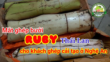 Cung cấp mắt ghép bưởi RUBY chuẩn giống từ Thái Lan cho khách Nghệ An: 0869214270