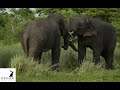 Friendly battle between tusker mangala  tusker esala ii sri lanka ceylon wild tales