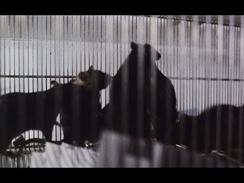 Red Gaze — Red Gaze-Paralysis