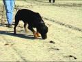 Schutzhund with Gottfried Dildei- Tracking Schutzhund with Gottfried Dildei- Tracking