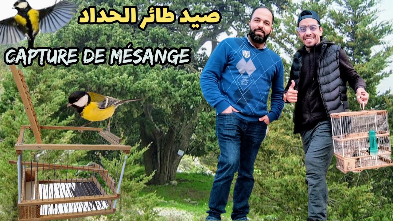 صيد طائر الحداد  (القرقف) 🐦 🔥 capture de la mèsange charbonnière