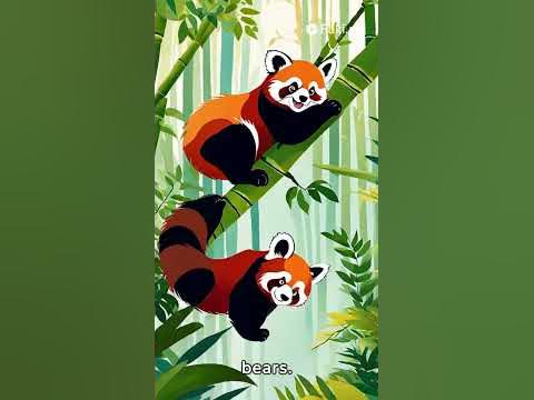 The cutest animal on earth is red panda, interesting facts about red