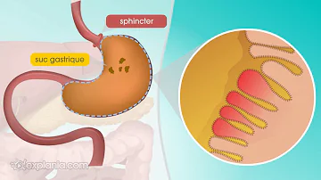 Quel est le rôle du mucus gastrique ?