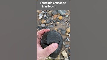 Amazing fossil ammonite found in a beach pebble in Yorkshire #fossil #jurassic #beach #yorkshire