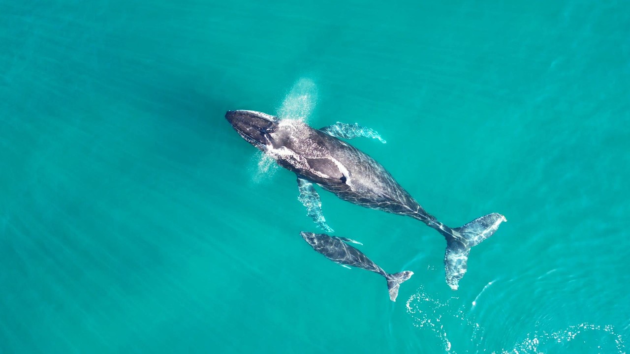 La Paz 2026 - Whales & Whale Sharks