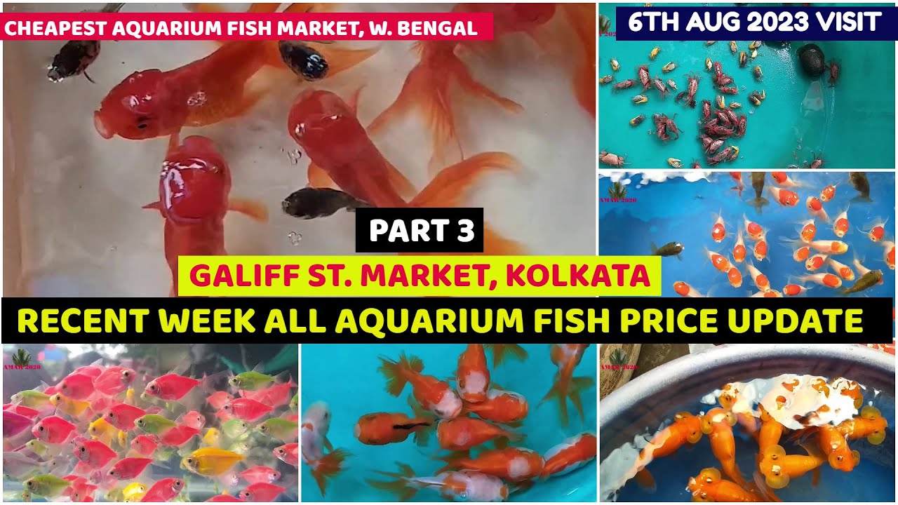 Galiff Street Cheapest Aquarium Fish Market W.B.Recent Week All