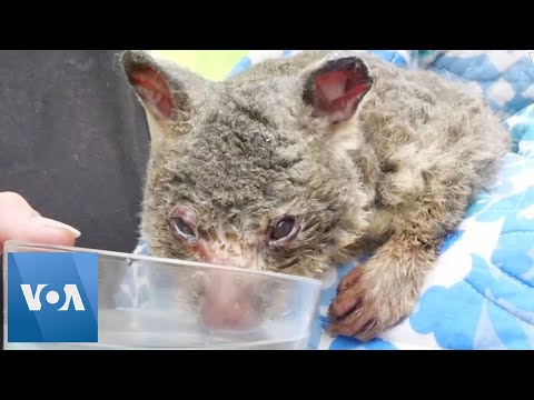 Volunteers Attempt to Save Wild Animals as Australian Wildfires Rage