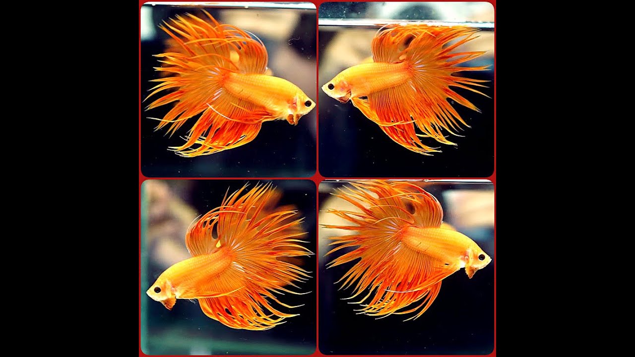 A574 SUPER ORANGE Crowntail CT Male Betta Fish 