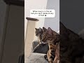 Guccie is so relatable tbh 😹 #tabbycats #catfluencer #grumpycat #naughtycats #catsoftiktok
