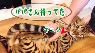 パパさんが帰宅するとゴロにゃんでお出迎えするノアが可愛い