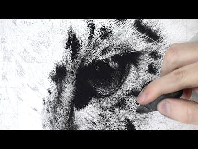 Realistic Color Pencil Animal Drawings | Cat art, Animal art, Animal  drawings