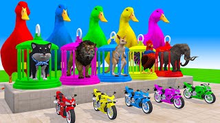 5 Giant Duck, Dog, Chicken, Elephant, Lion choose the Right Motorbike, Transfiguration funny animal