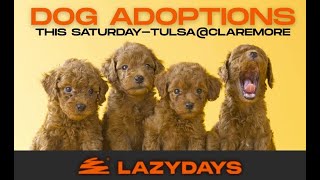 Pet Adoption at Lazydays in Claremore, Ok by Nick Coy 11 views 2 weeks ago 1 minute, 4 seconds
