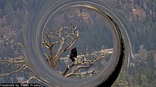 A busy day for Jackie and Shadow FOBBV CAM Big Bear Bald Eagle Wide View  Cam 2