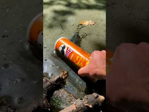 Bushcraft survival Skills: Food in the Wild. #bushcraft #survival #outdoors #forest #camping