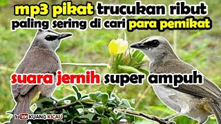 SUARA PIKAT BURUNG TRUCUKAN RIBUT PALING DI CARI MASTER PIKAT