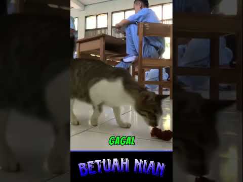القطة مثل واو أعطني هذه اللقطة آه