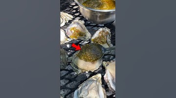 🤮 Oysters Under Microscope! 🔬