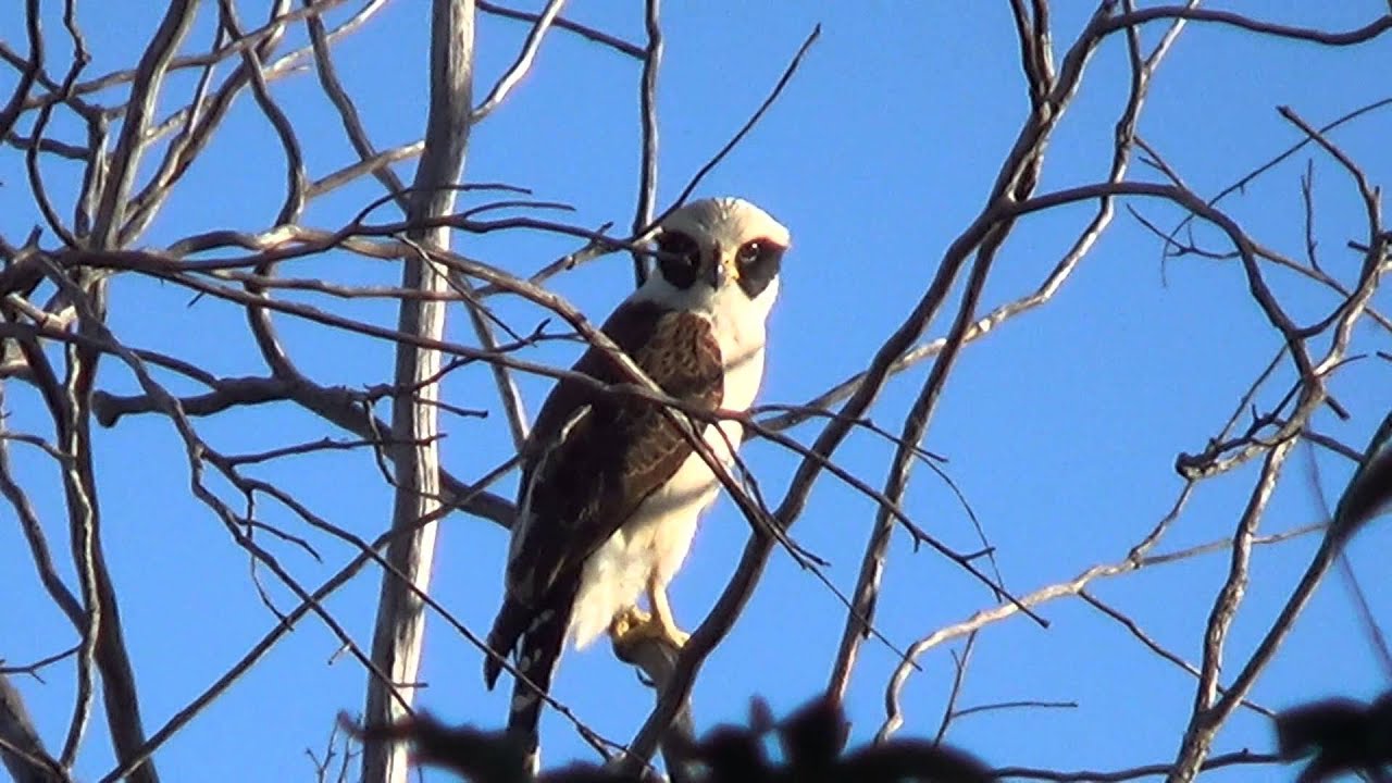 O CANTO HORRIPILANTE do ACAUÃ (HERPETOTHERES CACHINNANS), LAUGHING FALCON,  GAVIÃO-COVA-CAIU. - YouTube