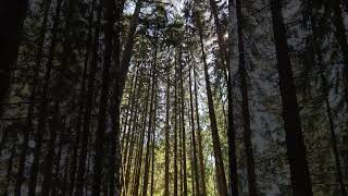 7s Tall Swaying Trees | Wind, Creaks &amp; Birds 4K