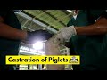 Castration of Piglets