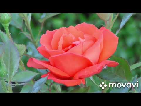 ОРТИК ОТАЖОНОВ ЭСКИ КУШИКЛАРИДАН