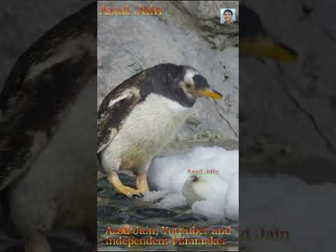 Penguin Searching for Food in Snow #penguin #penguins #animals #cuteanimals #penguinlife