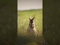 Nochmal ein kleines Minikänguru von mir! #videography #wildlife #nature #animalshorts #känguru