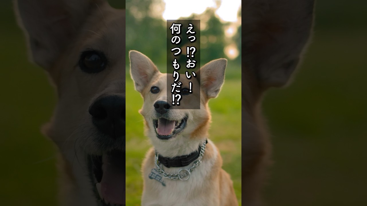 美人同僚に重要商談を奪われた「今なら引き返せるぞ!」彼女「偉そうにしないで!田舎臭い芋男がw」わざと商談を譲った事に気付かない彼女は… #shorts#朗読#感動#スカッとする話