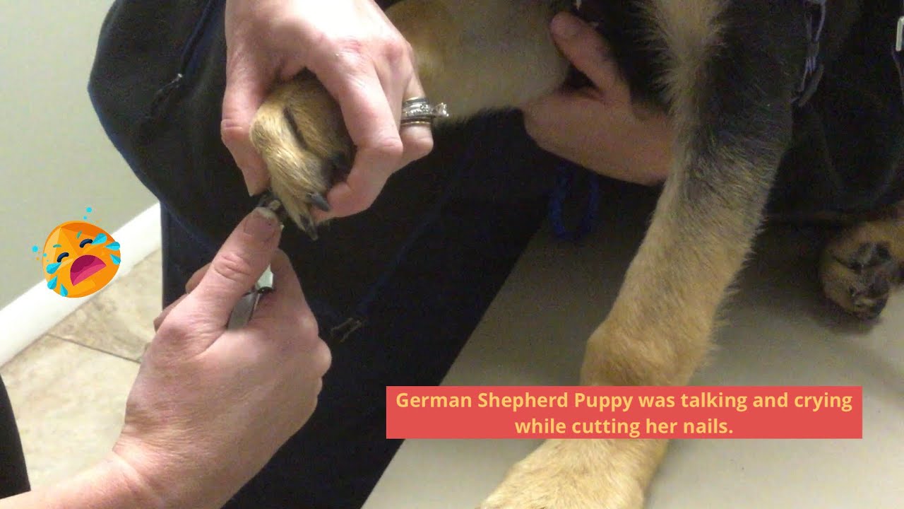 How to cut German Shepherd puppy ‘s toenails? YouTube