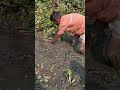 Fishing by removing mud😯