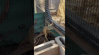 Checking on Spock the baby Argus Monitor Lizard | Radical Reptile Fun #argusmonitor #monitorlizard