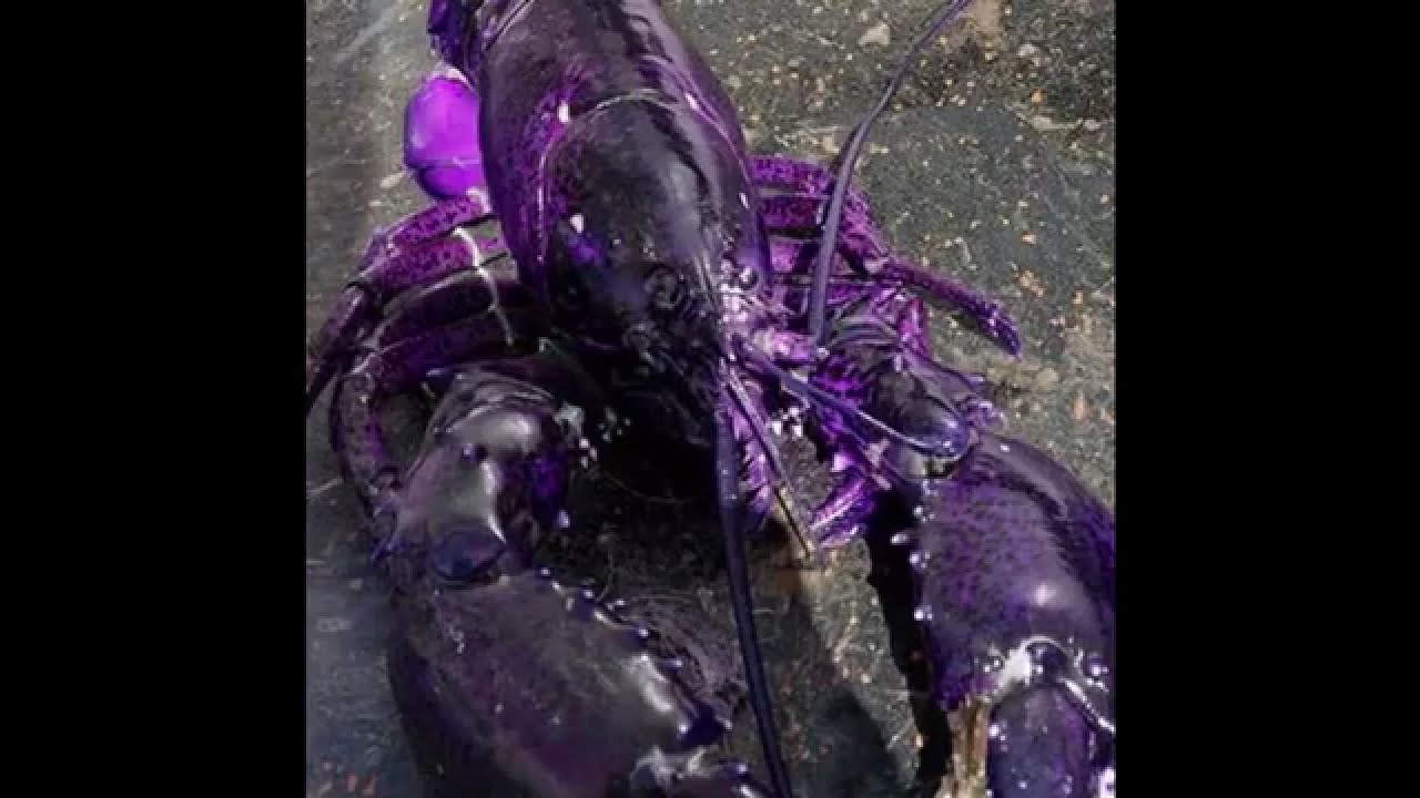 purple lobster stockx