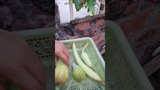 vegetable harvesting.                                  #organic #gardening #harvest #