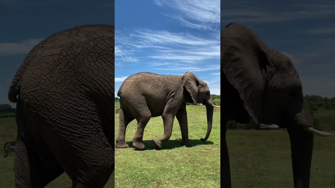 Knysna Elephant Park | Feeding and Playing with Elephants | Knysna Travel Vlog