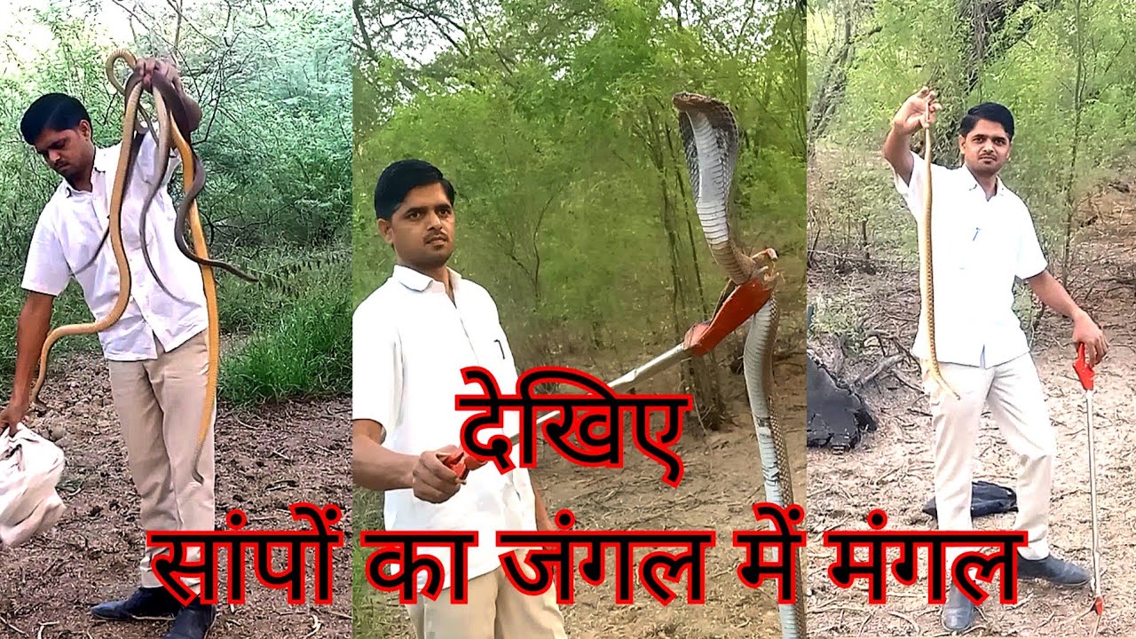 कई प्रजातियों के सांप एक साथ जंगल में किए रिलीज़ - ZOOLOGICAL VINIT RAGHAV , 7668579699
