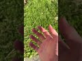 why I CANT touch grass 🦍🍀 #gorillatag #music