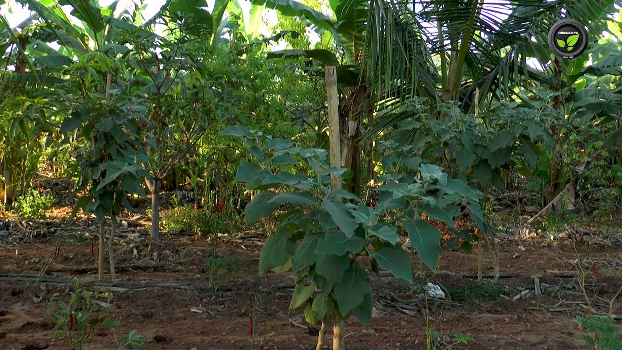 ತೆಂಗಿನಲ್ಲಿ ಅಂತರ ಬೆಳೆಯಾಗಿ ಕಸಿ ಬದನೆ - ಶ್ರೀ ನಿಂಗಪ್ಪ ರಾಮಪ್ಪ | Intercropping of brinjal in coconut