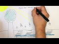 Using Transects | GCSE Biology (9-1) | KayScience