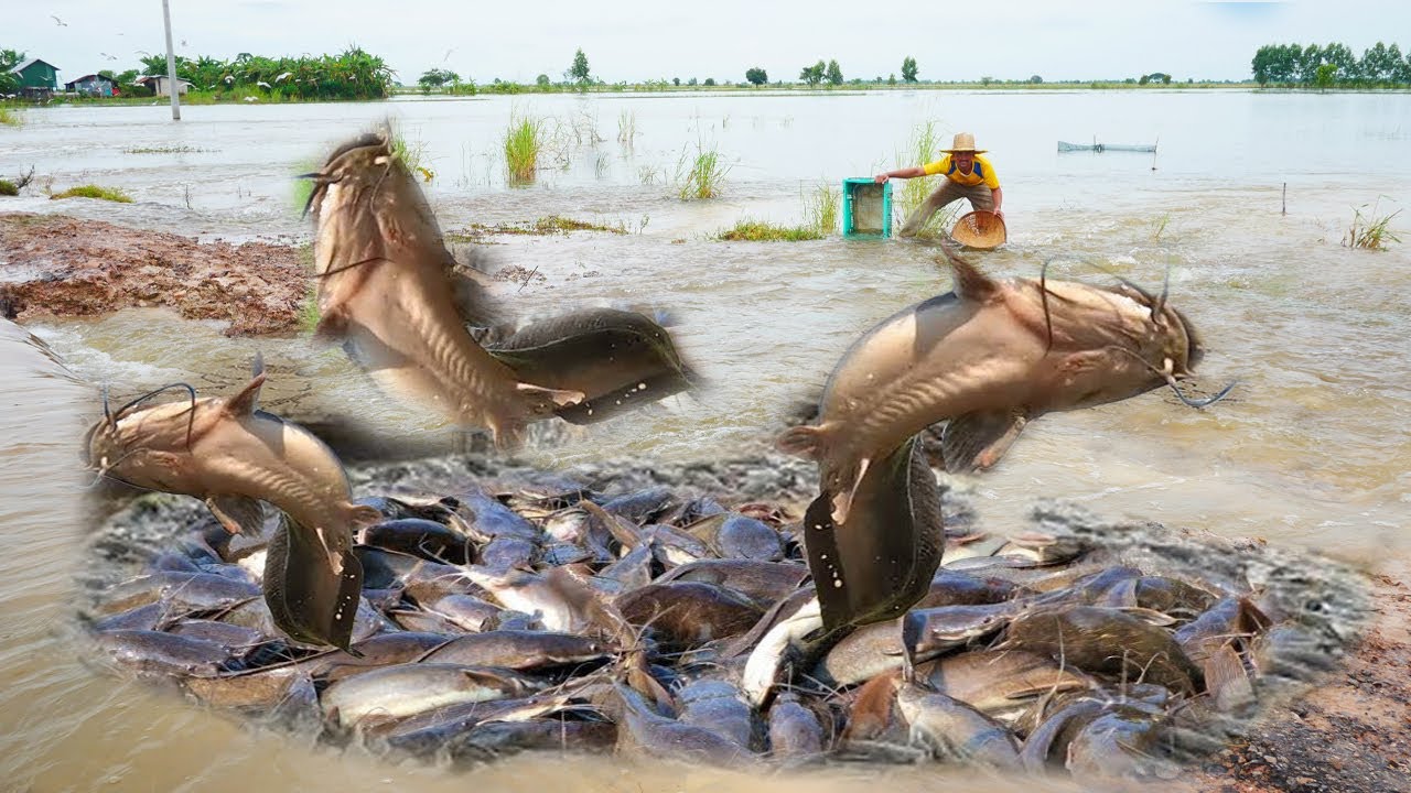 amazing fishing! the water flooded the way to catch a lot of fish - YouTube