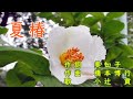 夏椿 作詞:美知子 作曲:橋本博行 歌手募集! 全国詩曲音楽連盟