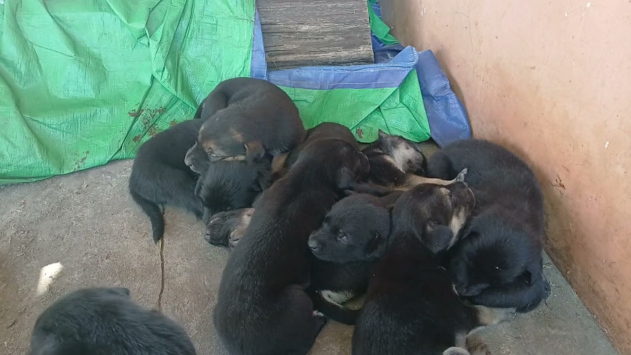 This morning, the dog walker left the baby.