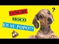 Mi Perro Defeca Con Sangre Moco ¿Qué Puedo Hacer?