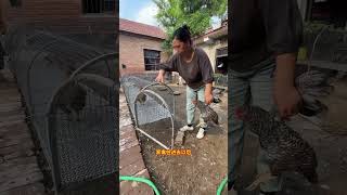 Innovative Foldable Chicken Coop for Efficient Breeding#chicken #pets
