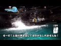 城崎マリンワールド　華麗なジャンプのウラガワ の動画、YouTube動画。