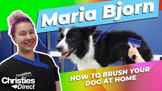 Maria Bjorn: How to brush your dog at home